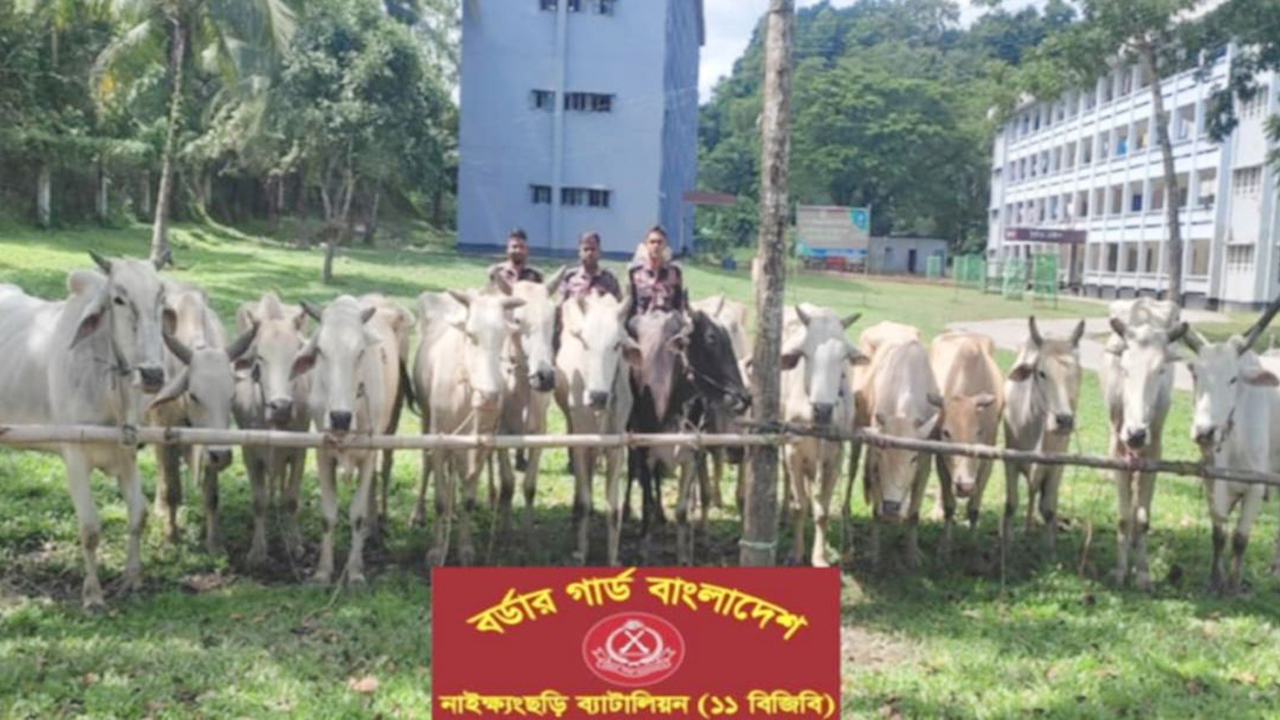 বিজিবি'র অভিযানে সীমান্ত পেরিয়ে আনা ১৫টি গরু জব্দ