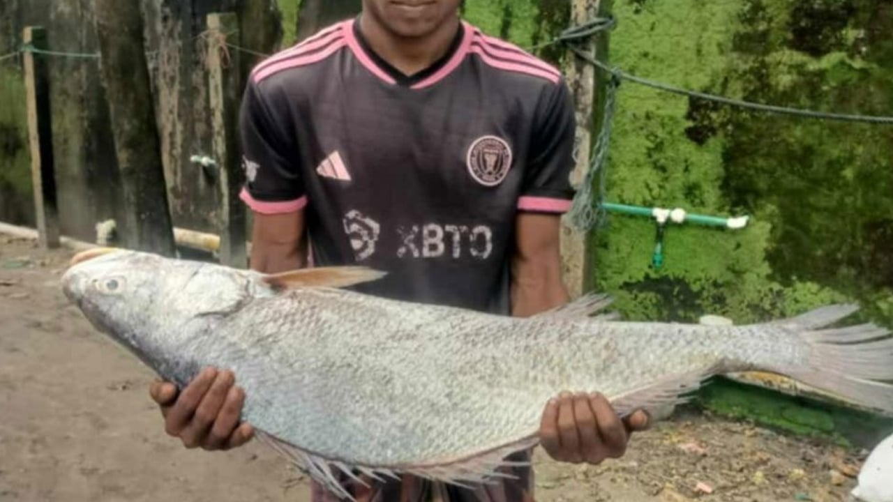 জালে ধরা পড়লো ১৮ কেজির পোপা মাছ, দাম ১ লাখ