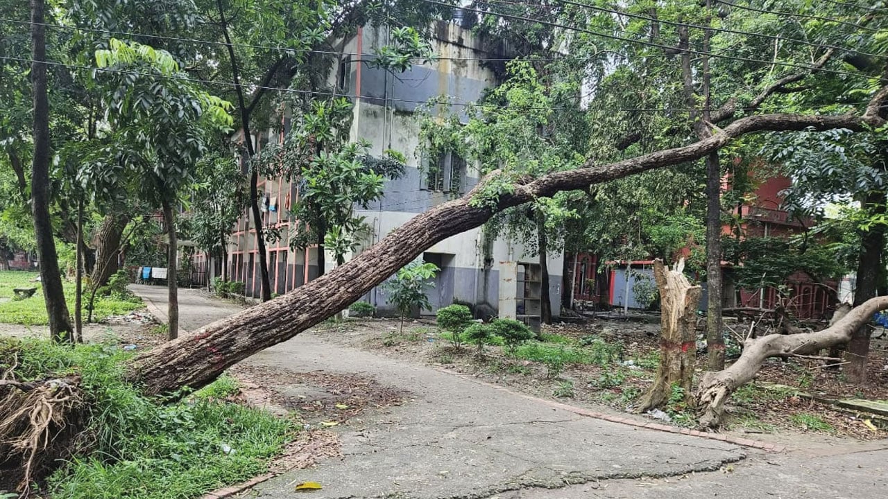 উপড়ে পড়া গাছে দুর্ঘটনার শঙ্কায় শিক্ষার্থীরা, মাস পেরোলেও উদাসীন ঢাকা কলেজ প্রশাসন