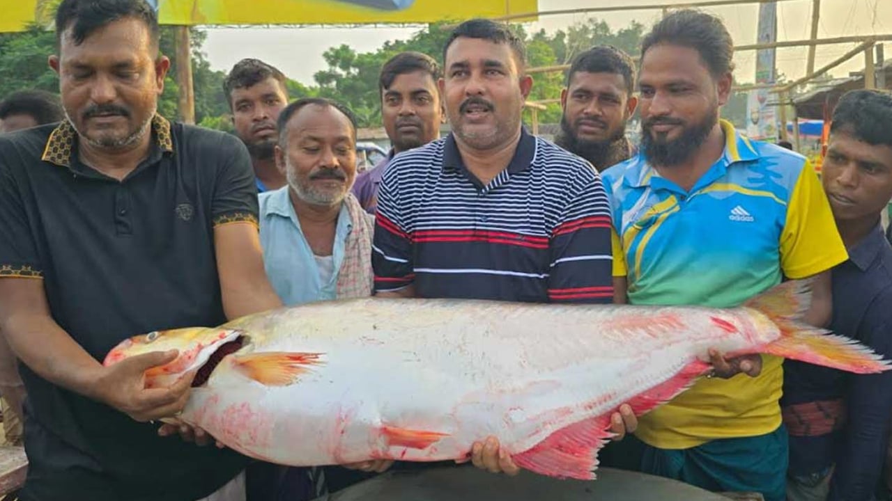 পদ্মার এক ঢাই মাছের দাম ১ লাখ ৪ হাজার টাকা