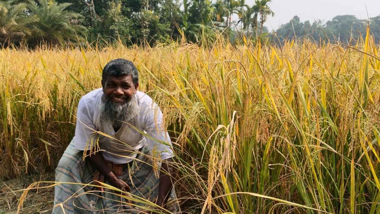 হাইমচরে আমনের বাম্পার ফলন, কৃষকের মুখে হাসি