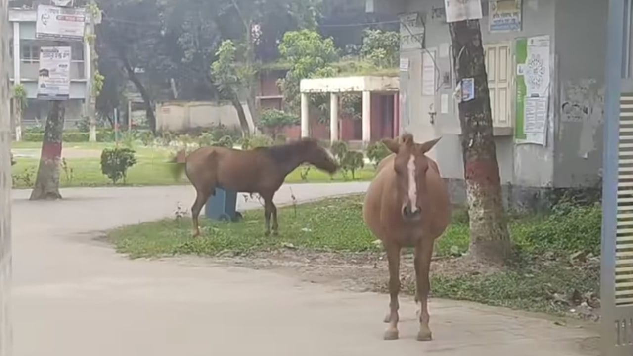 পাগলা ঘোড়ার কামড়ে সাংবাদিকসহ আহত ৫