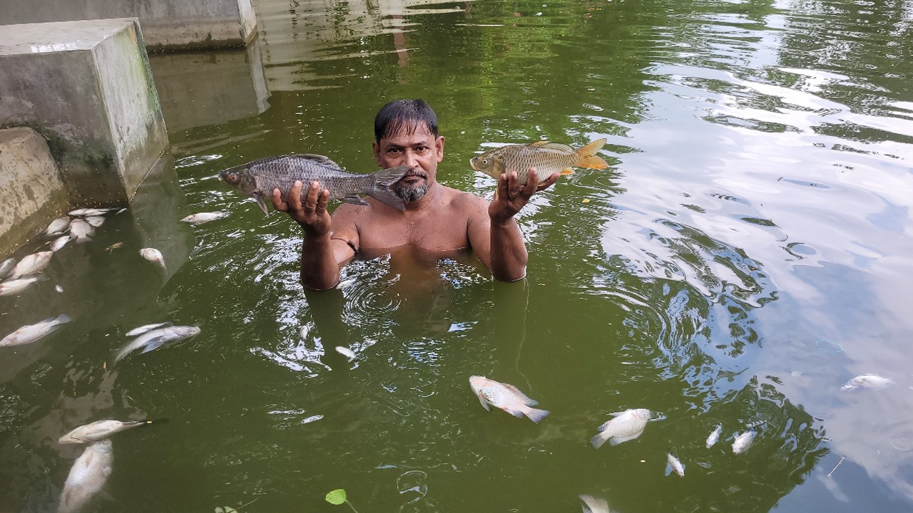 পুকুরে বিষ প্রয়োগে ৭ লাখ টাকার মাছ নিধন