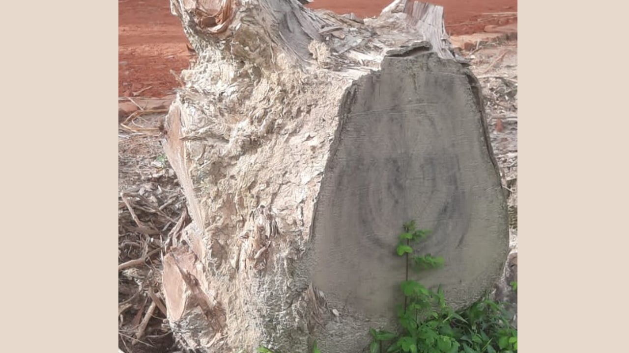 আওয়ামী লীগ–বিএনপি মিলে রাস্তার ৪০ গাছ লুট