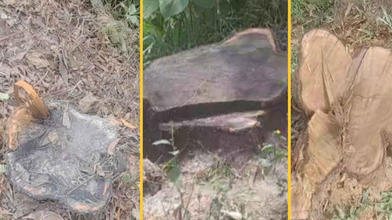 এলজিইডির রাস্তার অর্ধশতাধিক গাছ চুরি, নীরব প্রশাসন