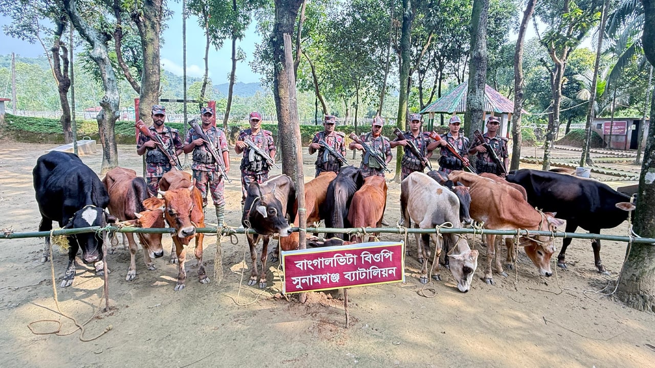 মধ্যনগর সীমান্তে ভারতীয় ১২ গরু আটক