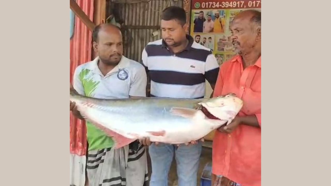 পদ্মায় ধরা পড়লো সাড়ে ১৪ কেজির ঢাই, ক্রেতা খুঁজছেন ব্যবসায়ী