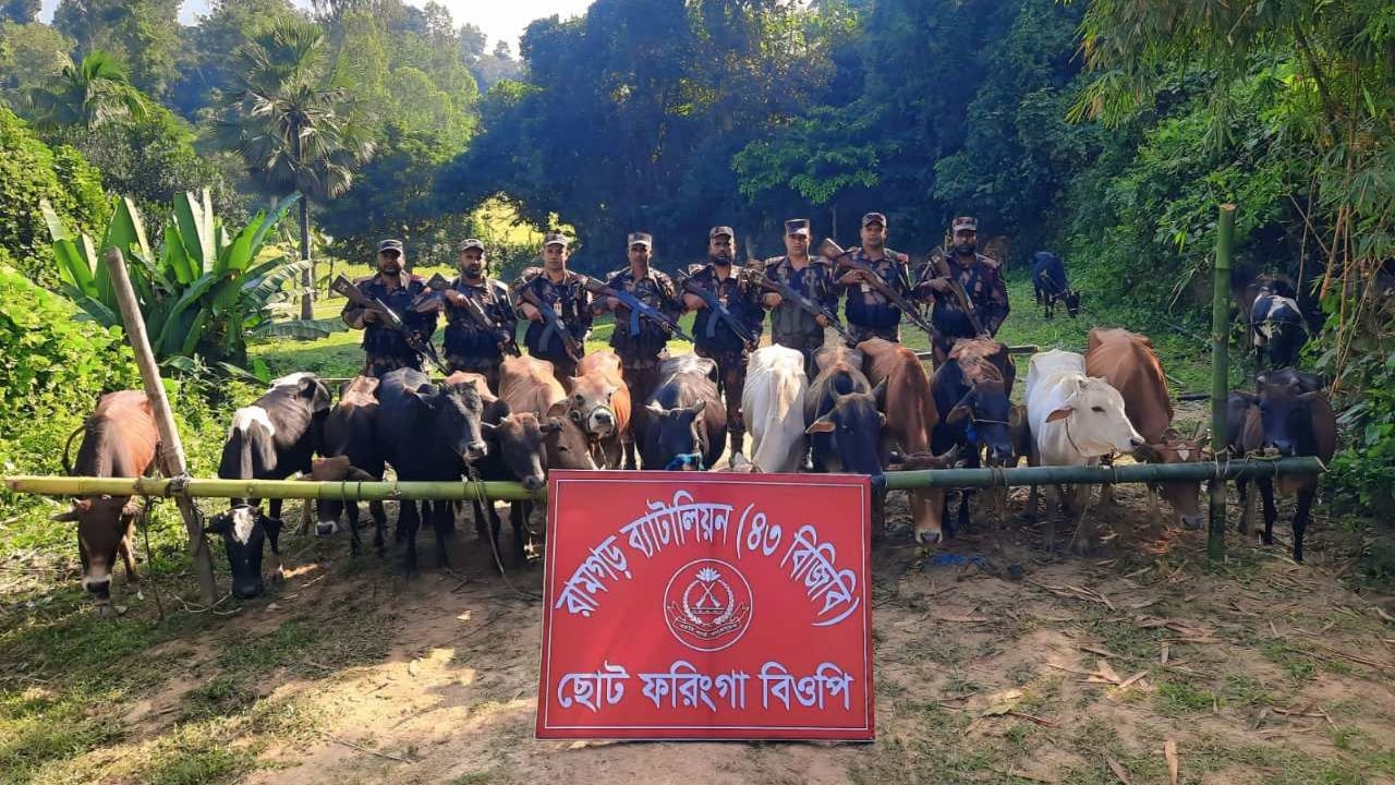 ছোট ফরিংগা সীমান্তে ৩১টি ভারতীয় গরু আটক