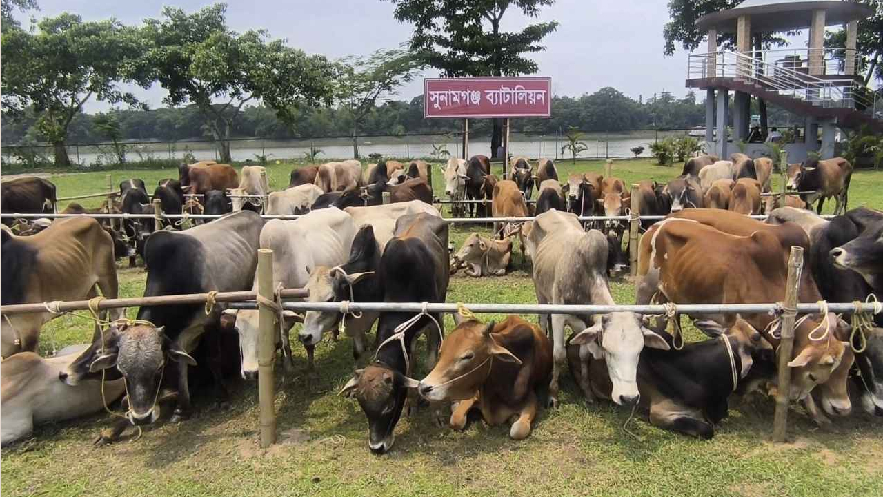 ৯০ গরু গায়েব, রক্ষক যখন ভক্ষক