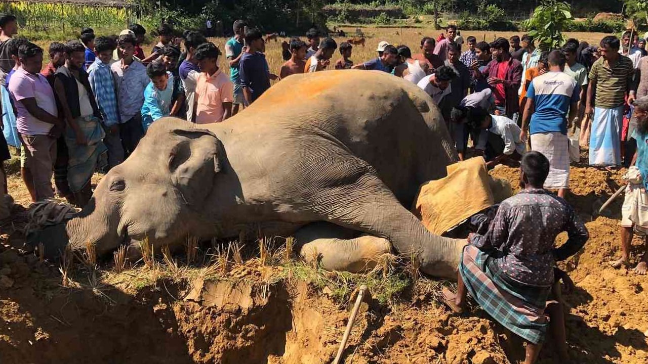 উখিয়ায় বিদ্যুৎস্পৃষ্টে বন্যহাতি হত্যা, লাপাত্তা অভিযুক্ত ধানচাষি