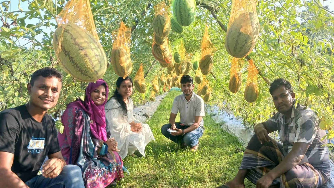 গফরগাঁওয়ে ক্ষেতে ঝুলছে শত শত রসালো তরমুজ