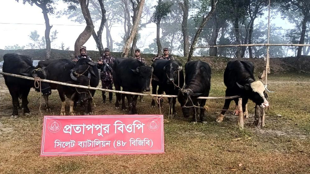 amardesh_BGB_cow