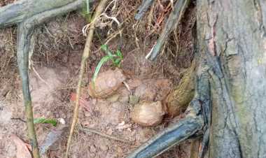 রাজধানীতে পরিত্যক্ত ৪টি গ্রেনেড উদ্ধার