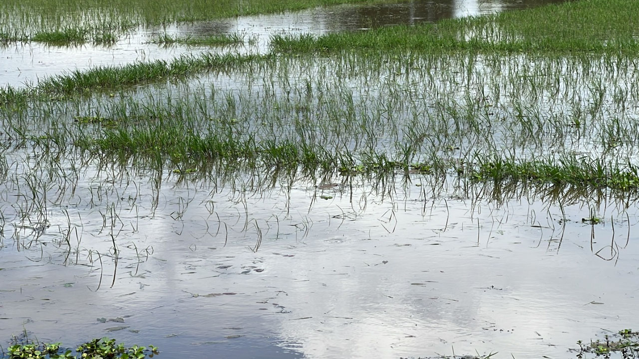 হাওরের বুক ভাসিয়ে কৃষকের কান্না