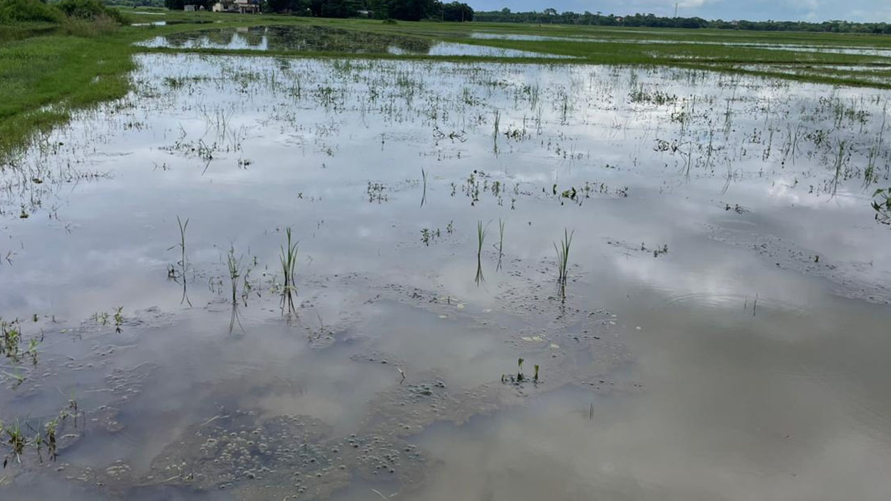 হাওর আজ শুধু জলাবদ্ধতায় আটকে নেই আটকে আছে কৃষকের স্বপ্ন