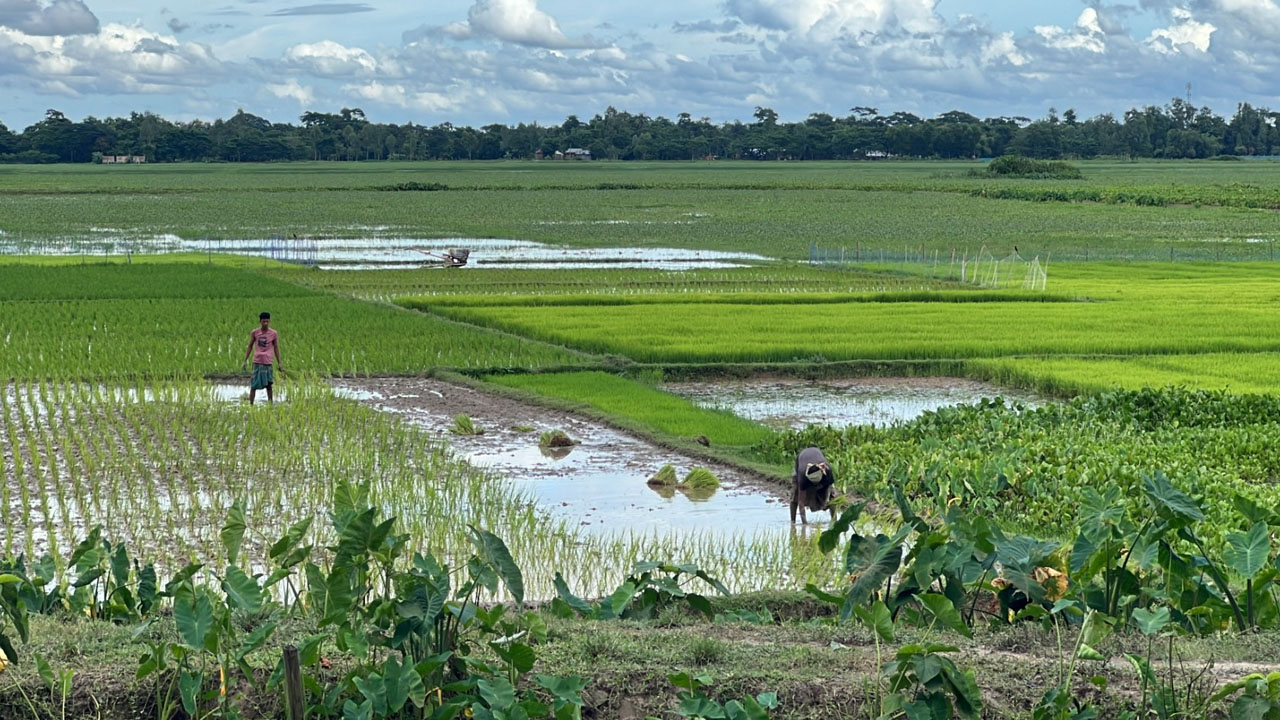 ভাদ্র মাসের মধ্যে যদি পানি না যায়, যে হালিগুলা গজাইছি সব শেষ অই যাইবো