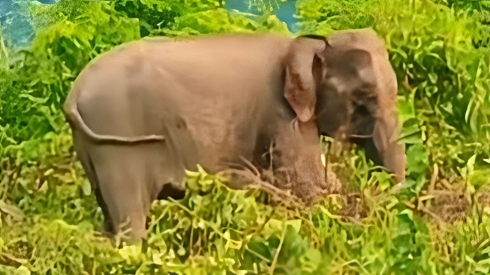 হাতিকে চিকিৎসা দিতে গিয়ে আহত ১৫ বনকর্মী-চিকিৎসক