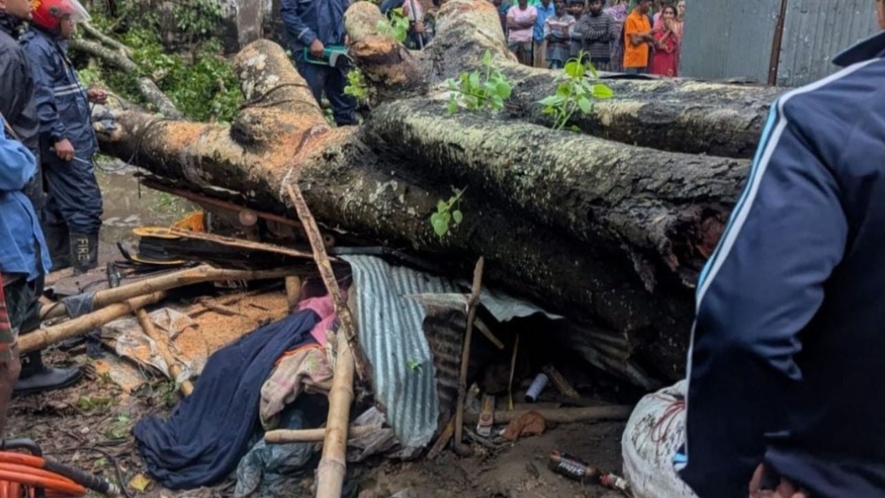 বগুড়ায় কালবৈশাখীতে গাছচাপা পড়ে ব্যবসায়ী নিহত