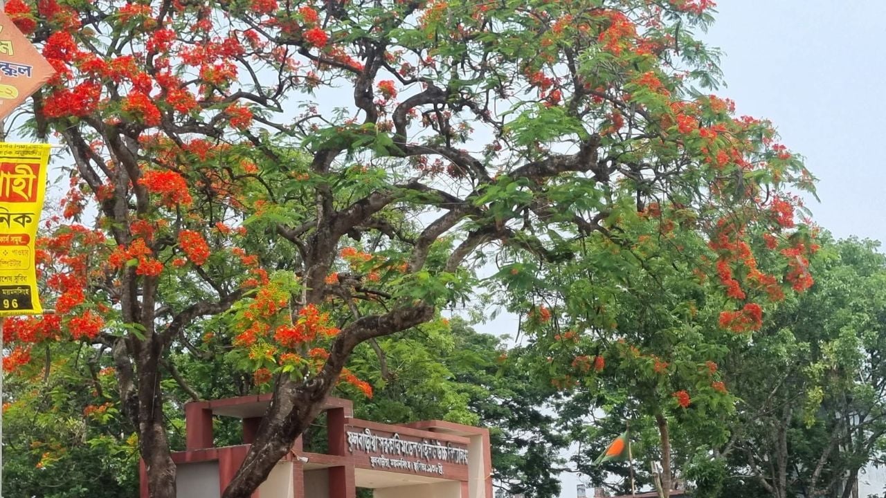 ফুলবাড়ীয়ায় কৃষ্ণচূড়ার আগুনরঙা ফুলে সেজেছে প্রকৃতি