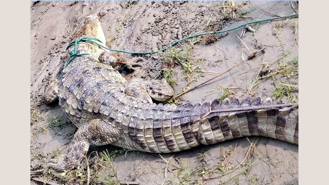 চরভদ্রাসনে পদ্মায় জেলেদের হাতে আটকা বিশাল কুমির