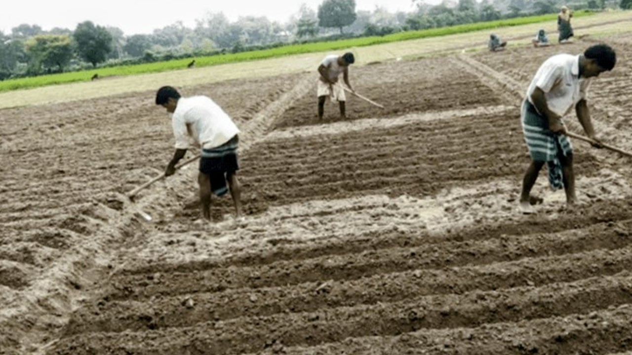 ডিলারদের কৃত্রিম সার সংকটে দিশেহারা তারাগঞ্জের আলুচাষীরা