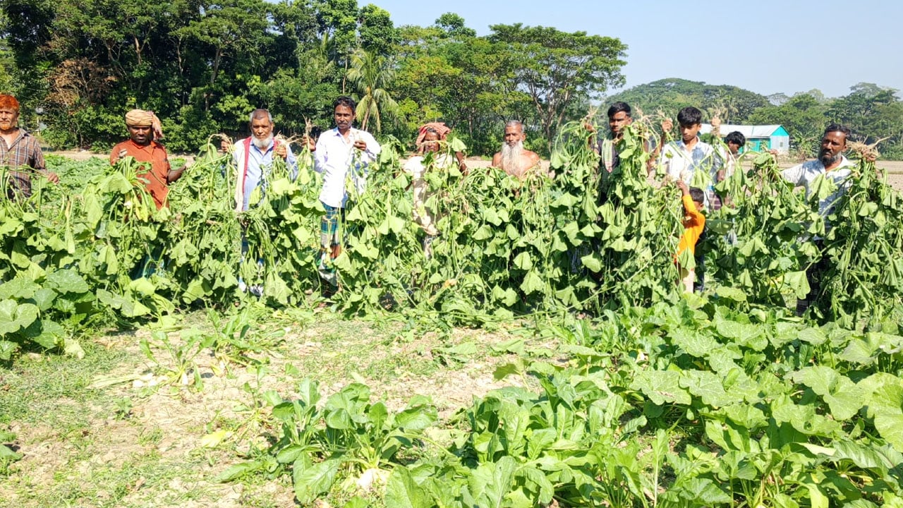 পূর্ব শত্রুতার জেরে তিন শতাধিক কুমড়া গাছ কেটে দিল দুর্বৃত্তরা