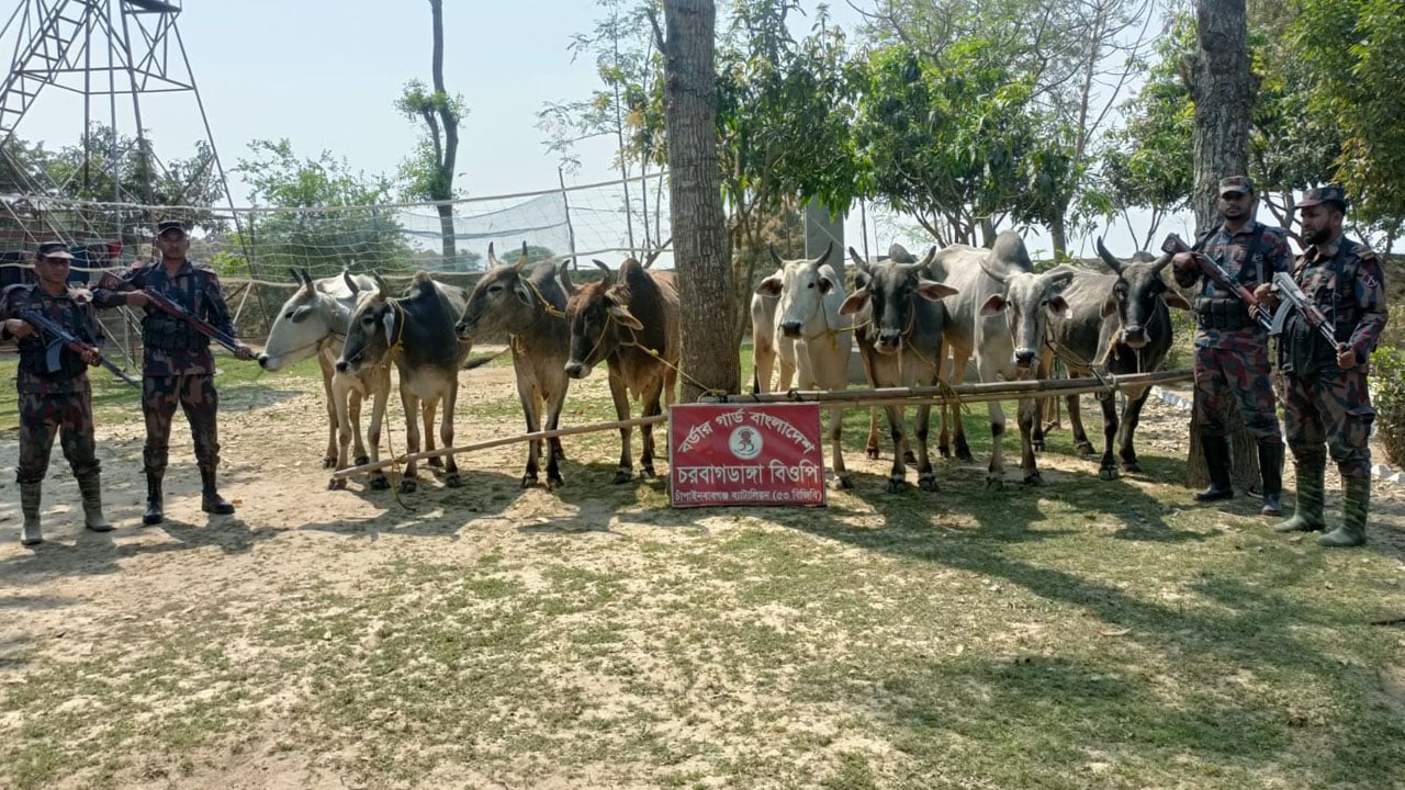 চাঁপাইনবাবগঞ্জ সীমান্তে ১০ ভারতীয় গরু জব্দ