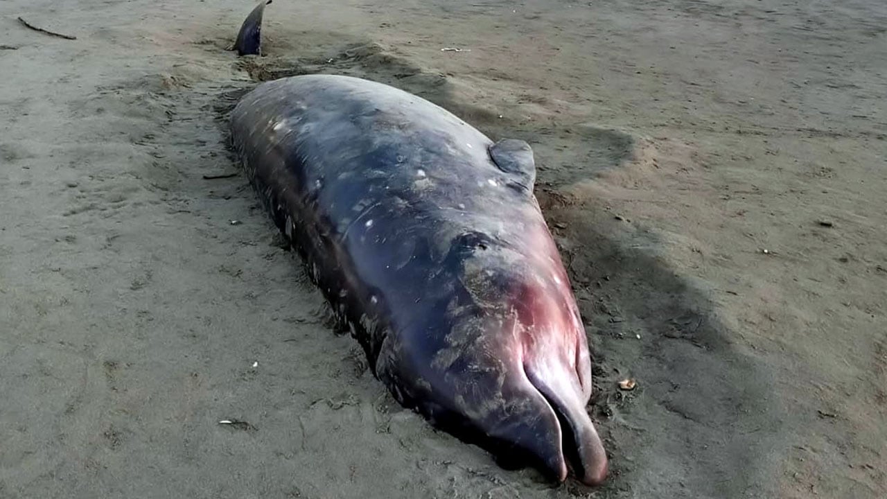 কক্সবাজার সমুদ্র উপকূলে আবারো ভেসে এলো মৃত ডলফিন