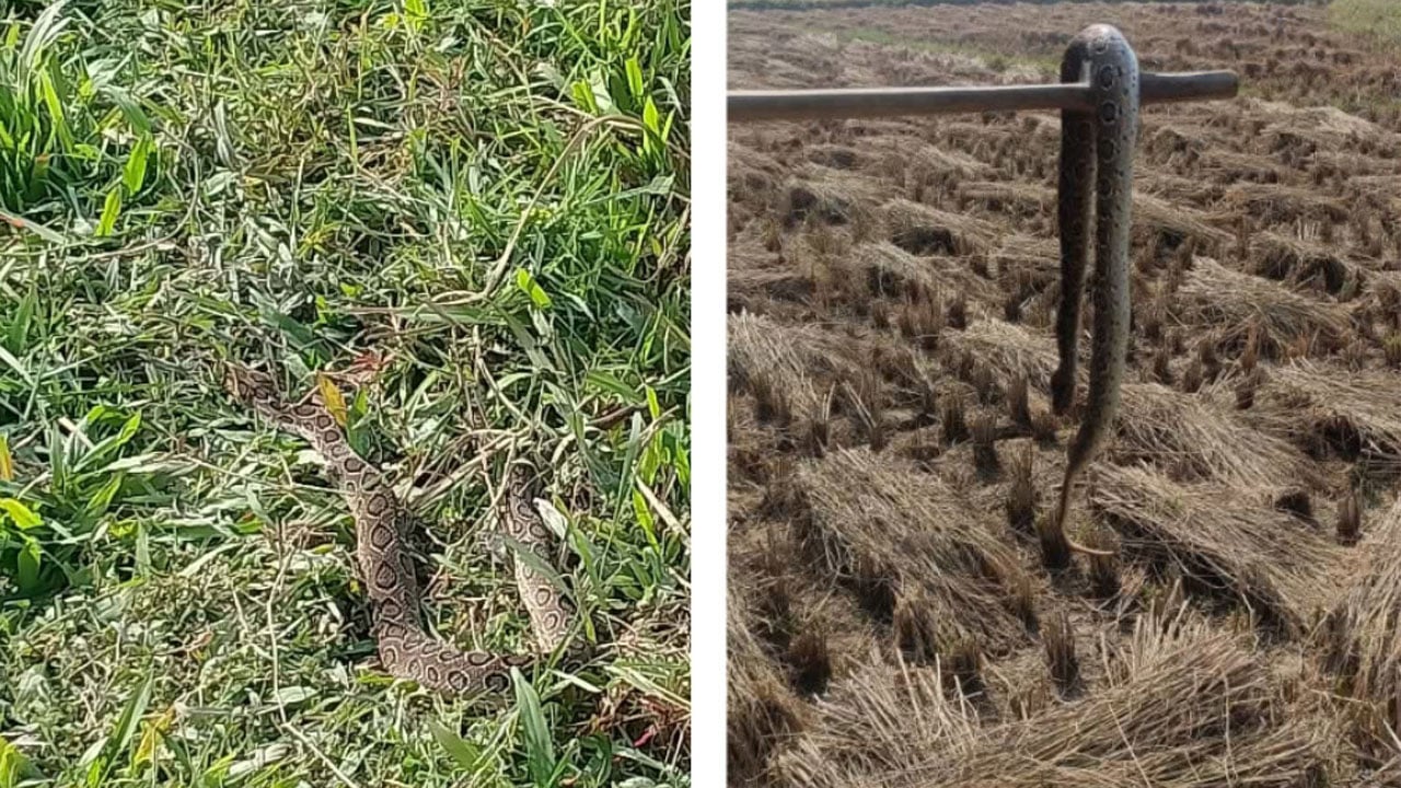 ধামইরহাটে ধানক্ষেতে রাসেল ভাইপার আতঙ্ক