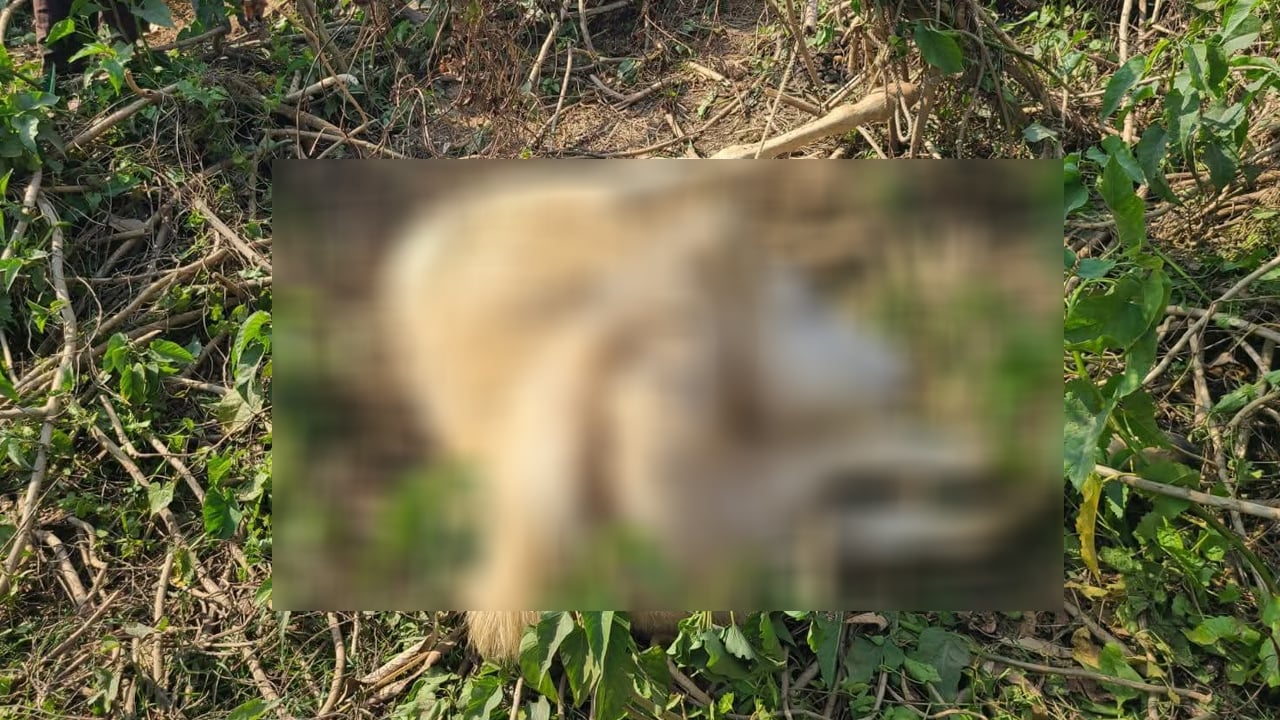 সুনামগঞ্জে ঘোড়াকে ফাঁসিতে ঝুলিয়ে হত্যা