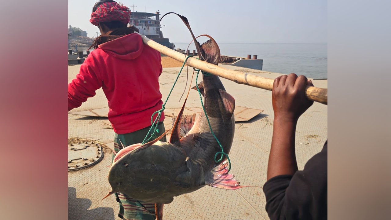 পদ্মায় ধরা পড়ল ২৫ কেজির বাগাড়, ৪৬ হাজারে বিক্রি