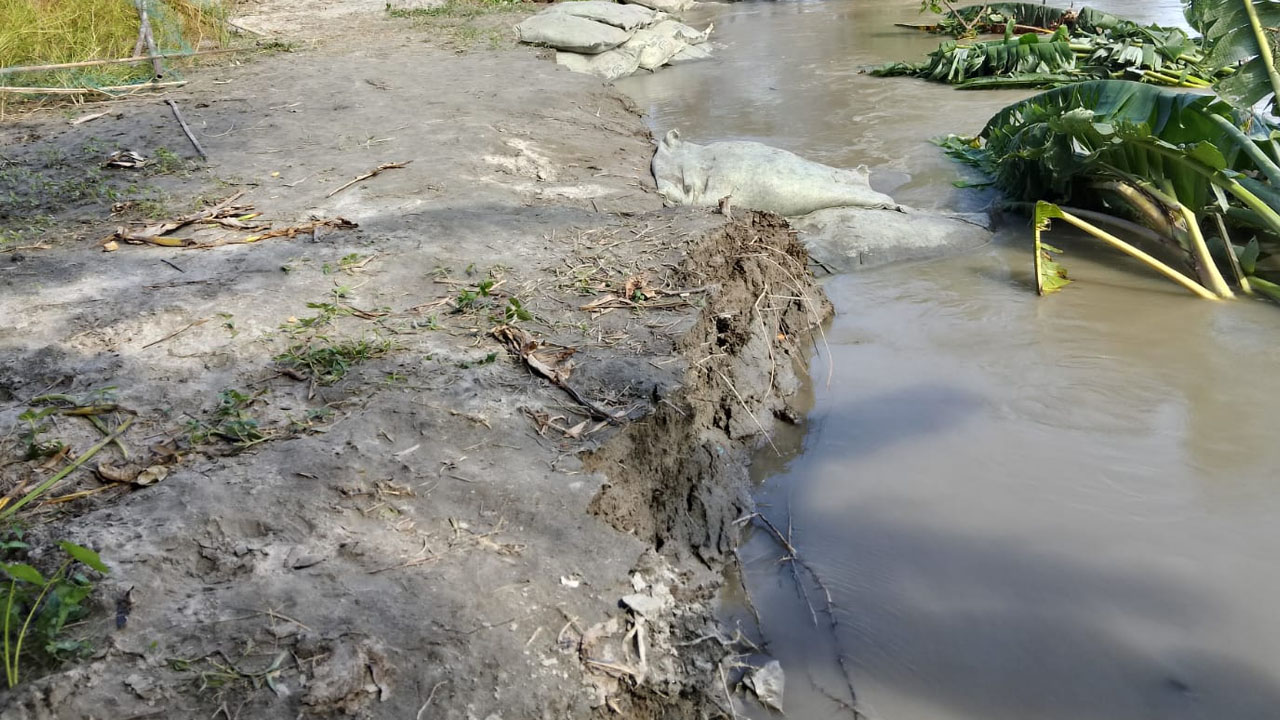 গঙ্গাচড়ায় তিস্তার ভাঙনে বিলীন ফসলি জমি
