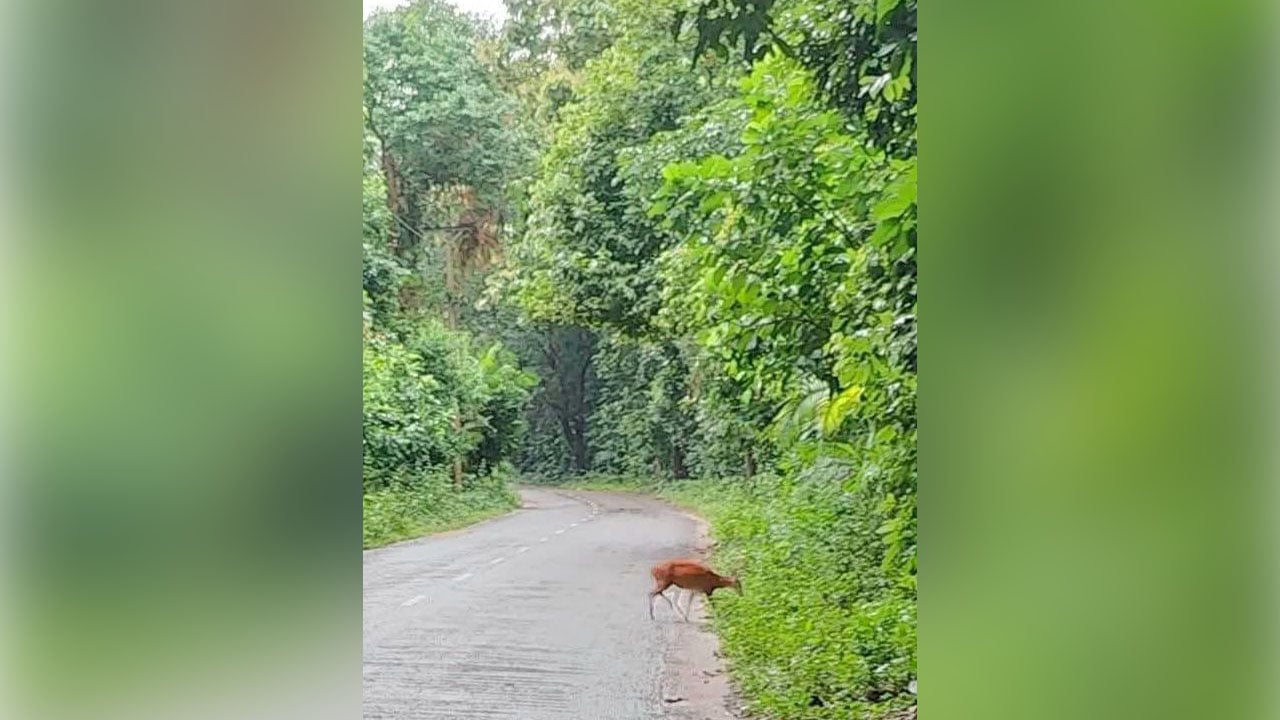 হরিণের দেখা মিললো সাতছড়ি জাতীয় উদ্যানে