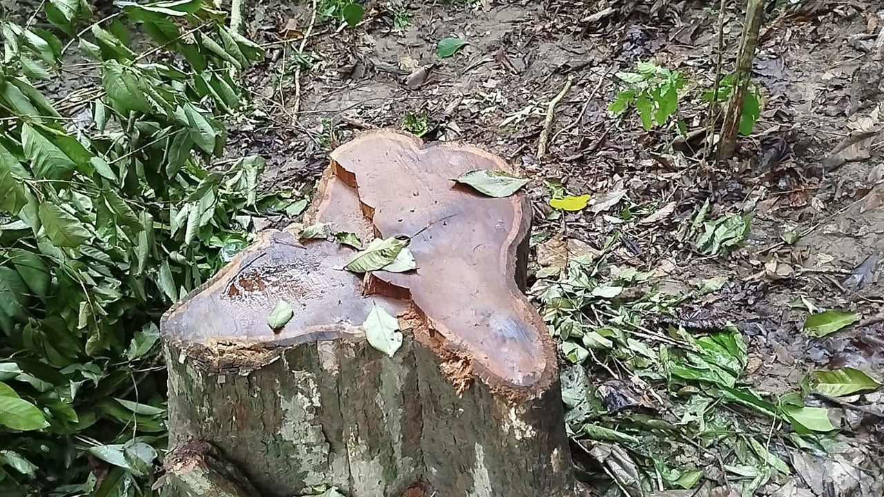 সাতছড়ি জাতীয় উদ্যানে ১০ লাখ টাকার সেগুন গাছ চুরি
