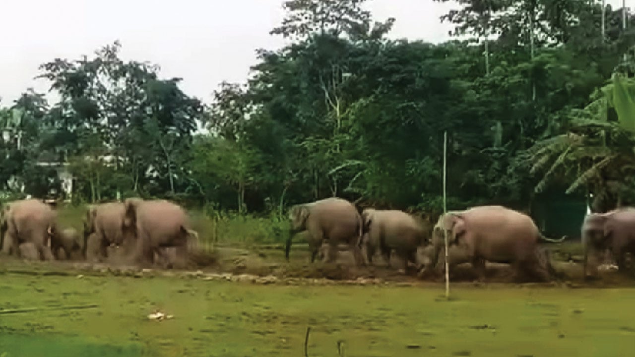 বাঁশখালীতে এক দশকে ১৫ হাতির মৃত্যু 