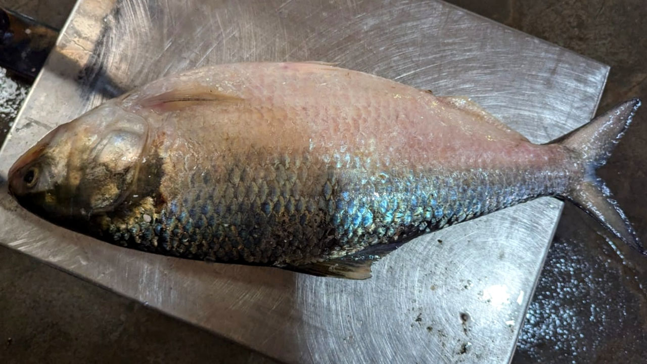 এক ইলিশ ৫ হাজারে বিক্রি
