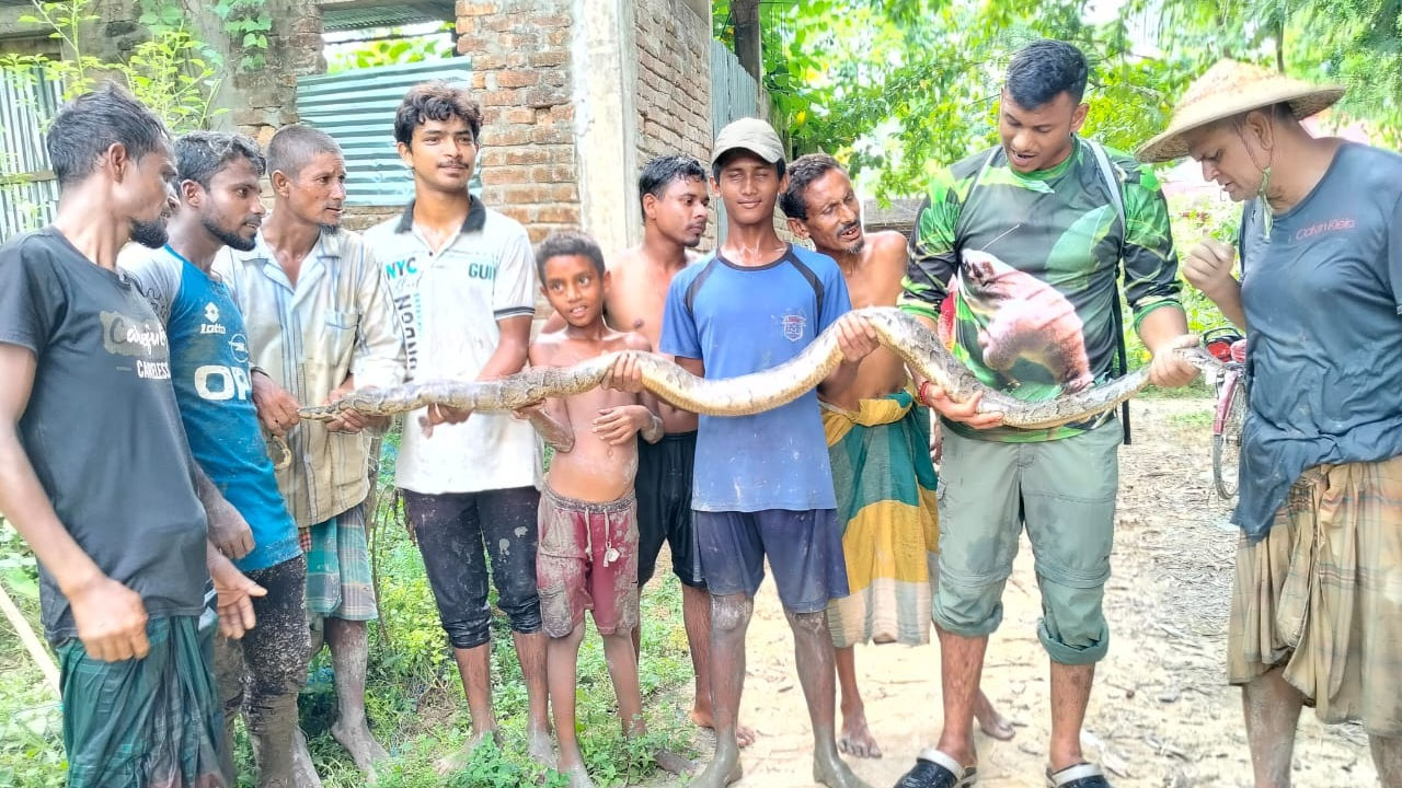 ধানক্ষেত থেকে উদ্ধার ৭ ফুটের অজগর