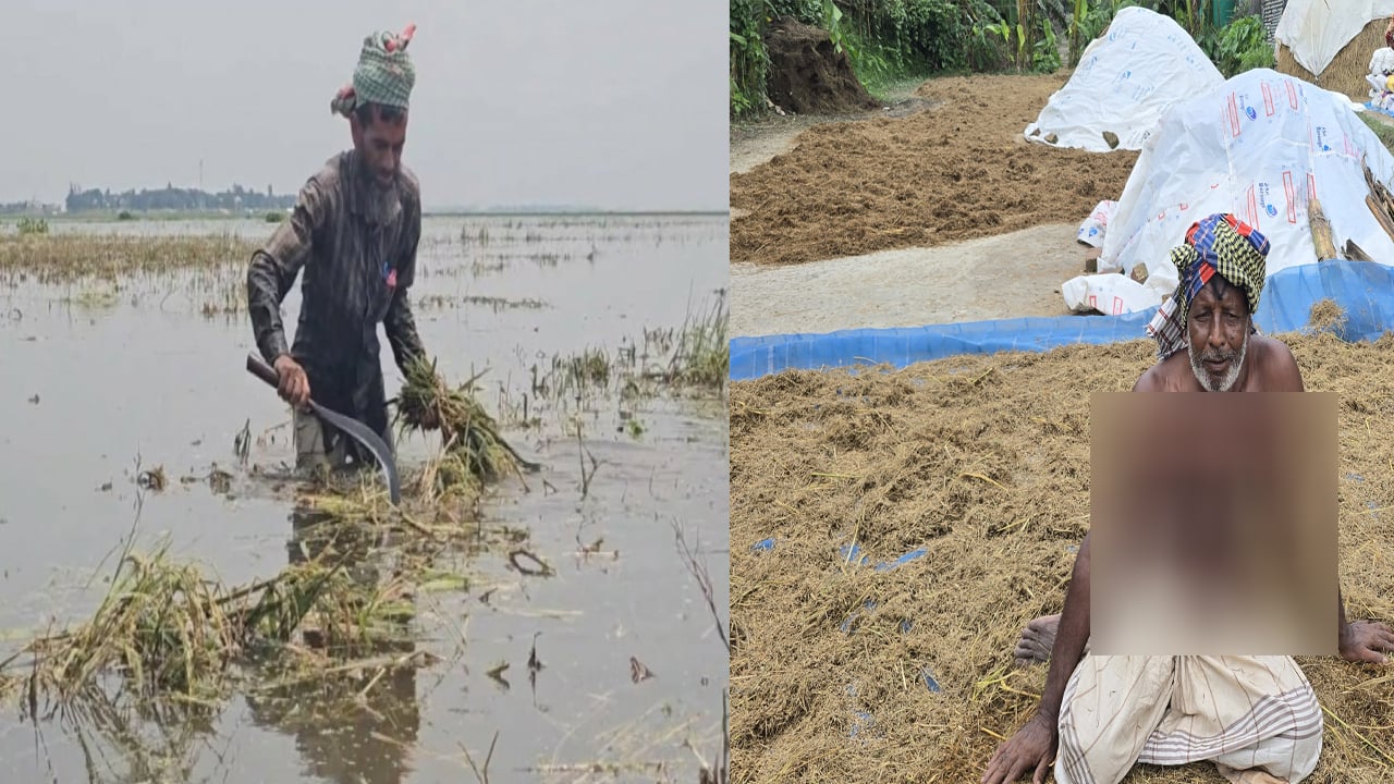 ঋণের বোঝা আর নষ্ট ধানে দিশাহারা হাওরের কৃষক