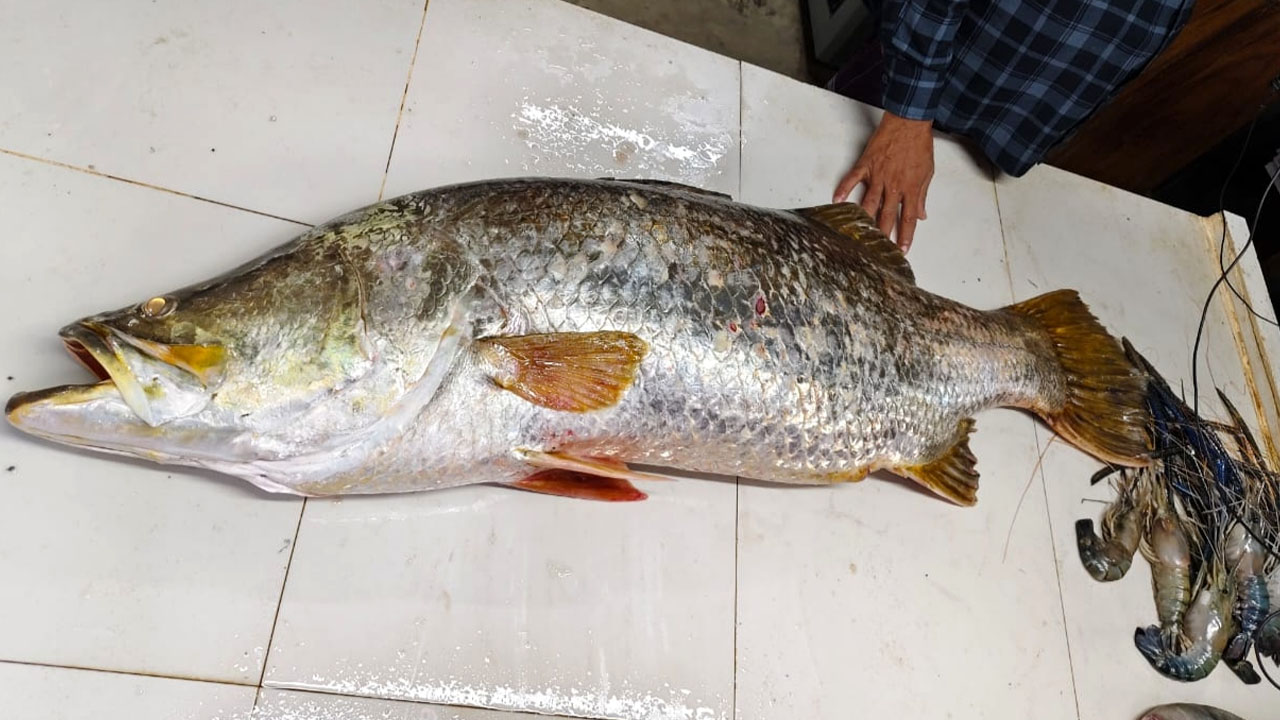 এক কোরাল ৩৩ হাজার ৭৯০ টাকায় বিক্রি