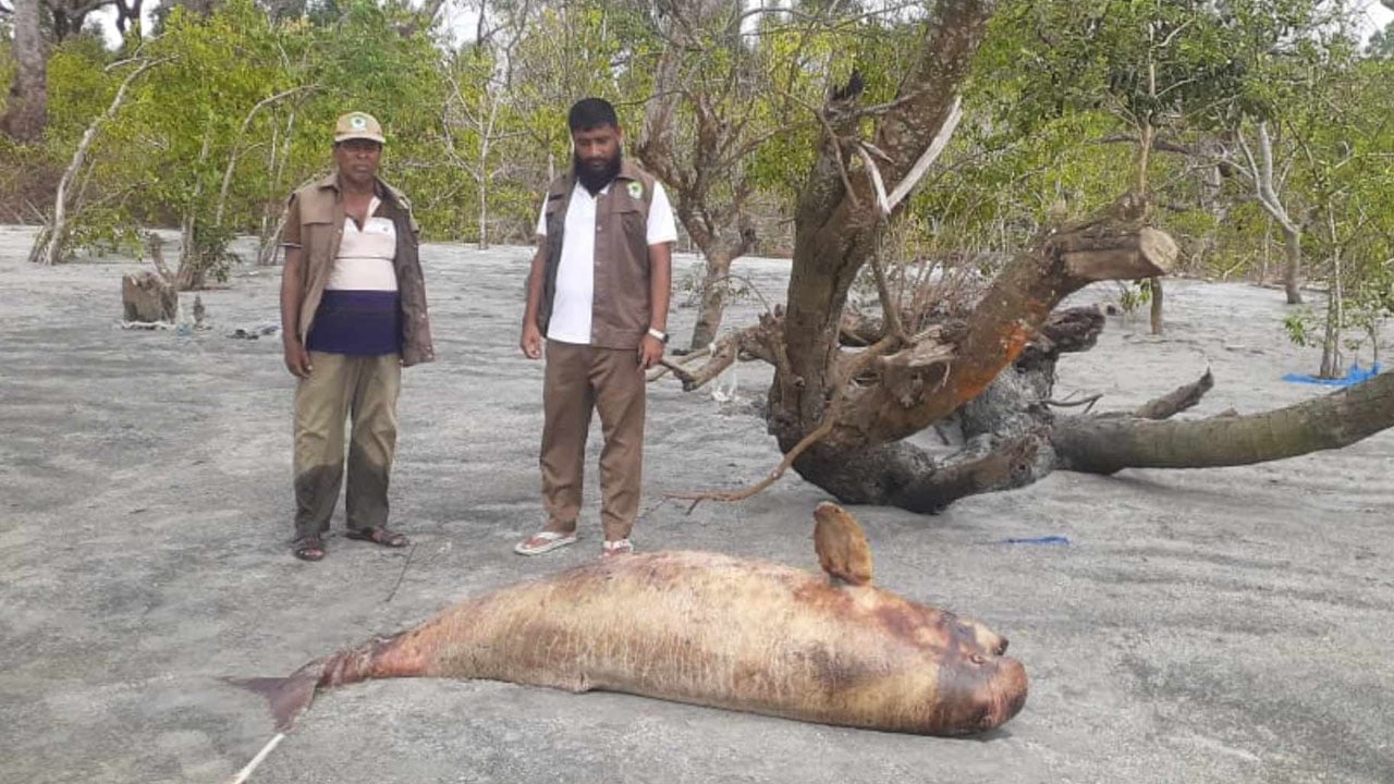 কুয়াকাটা সৈকতে ফের ভেসে এলো মৃত ডলফিন