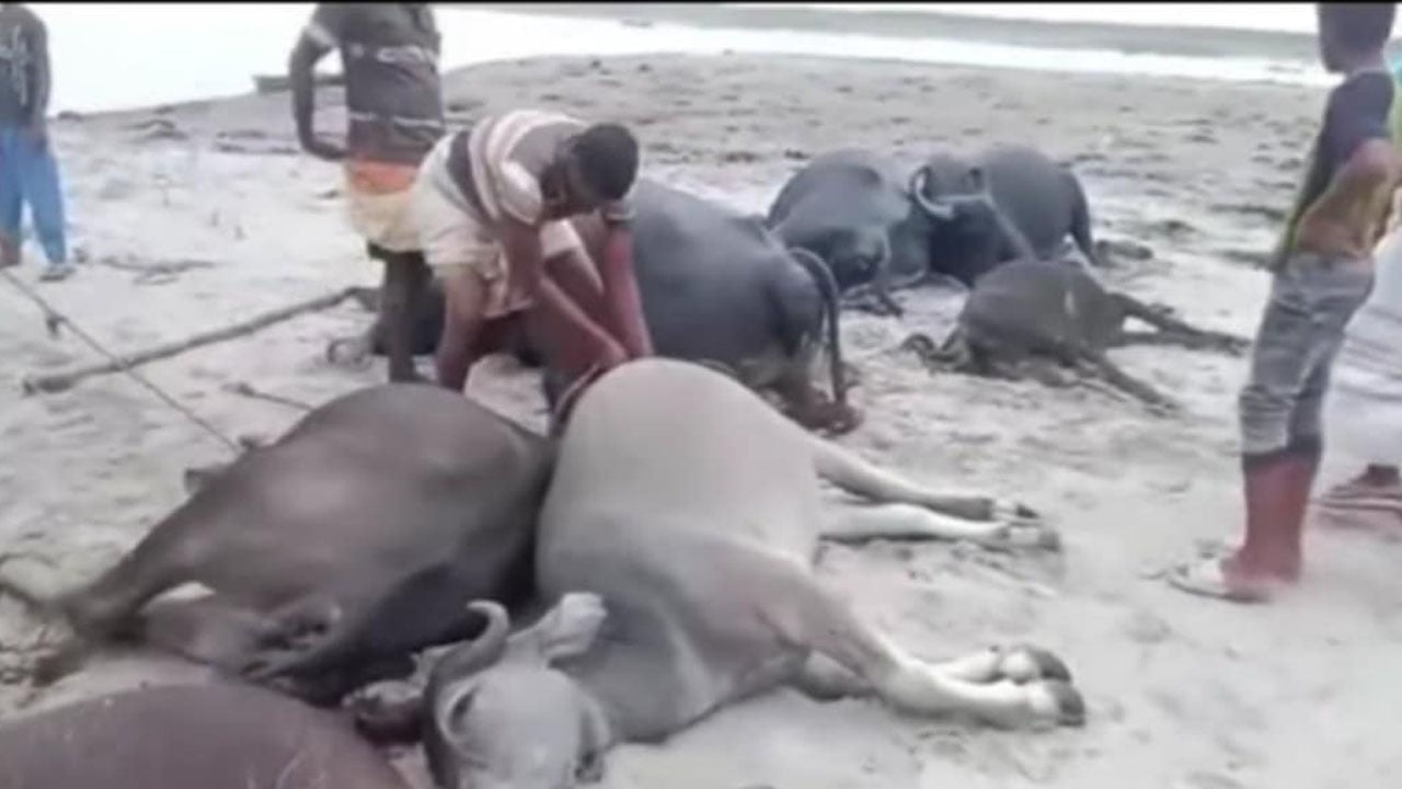 দৌলতপুরে বজ্রপাতে ১১ মহিষের মৃত্যু