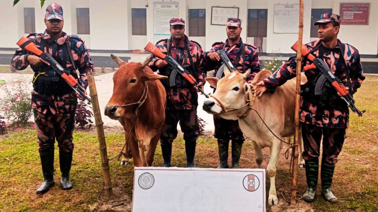 সীমান্তে বিশেষ অভিযানে ভারতীয় গরুসহ চোরাই পণ্য জব্দ