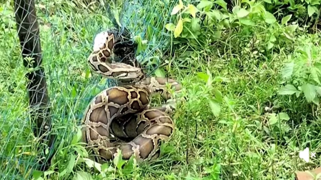 আলীকদমে কৃষকের জালে ধরা পড়ল বিশাল অজগর