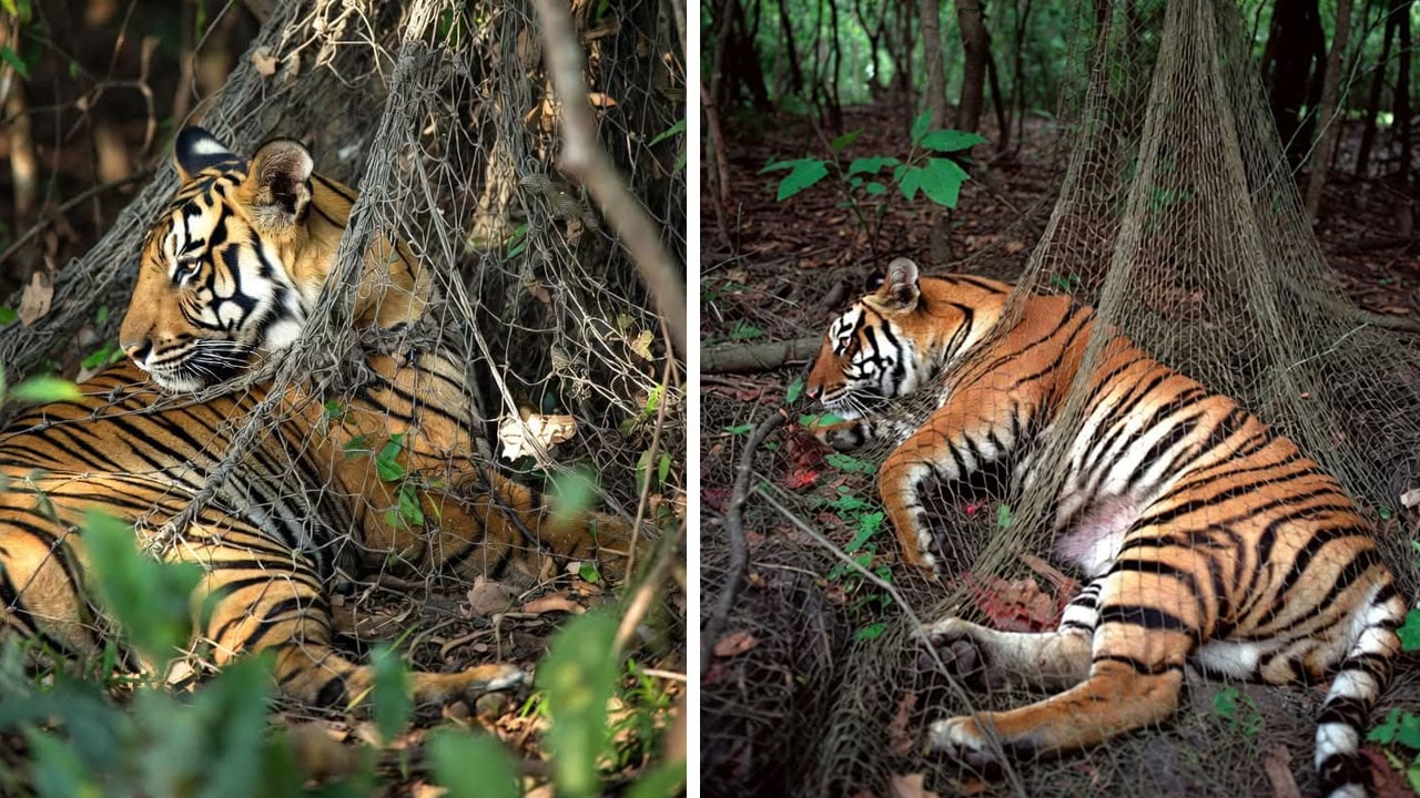 যেভাবে উদ্ধার হলো হরিণ শিকারের ফাঁদে আটকা বাঘ