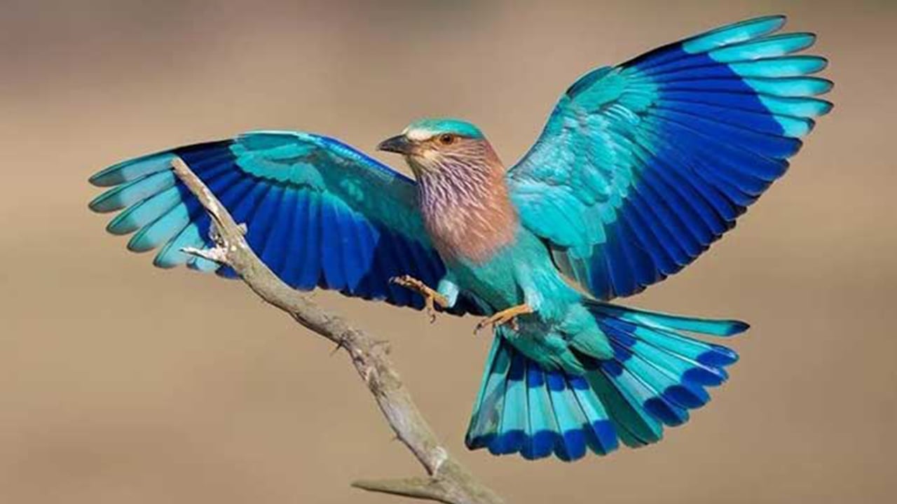 নীলকণ্ঠ
