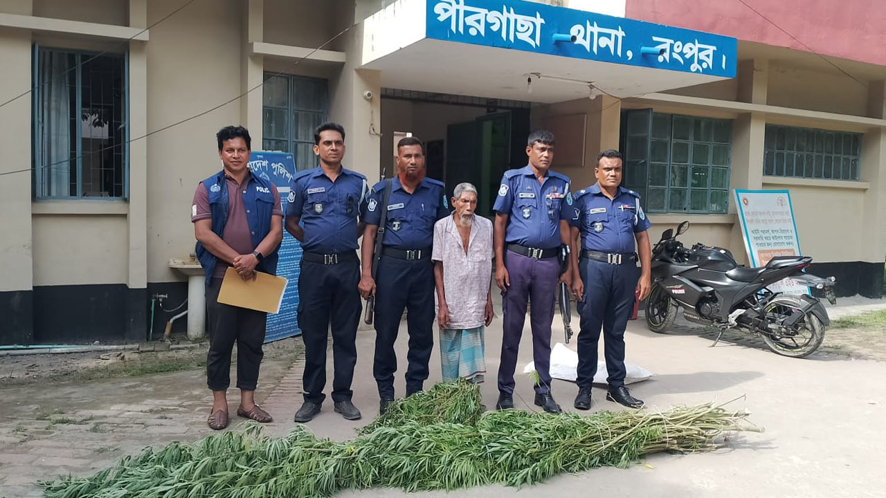 পীরগাছায় কলার বাগানে গাঁজা চাষ, আটক ১