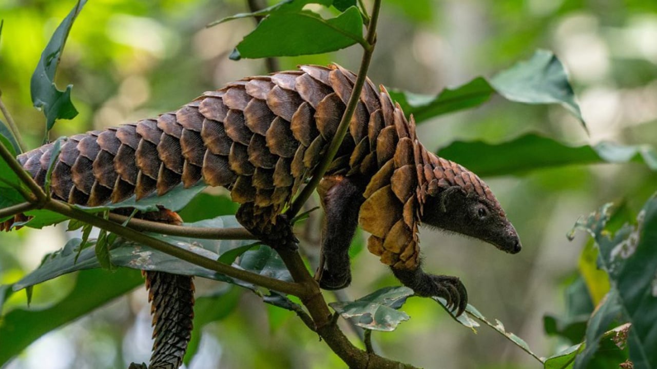 নিঃশব্দে হারিয়ে যাচ্ছে প্যাঙ্গোলিন