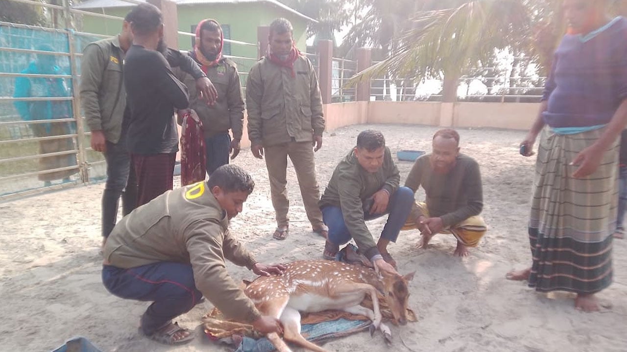 সুন্দরবনে বাঘের ধাওয়ায় নদী পেরিয়ে লোকালয়ে হরিণ