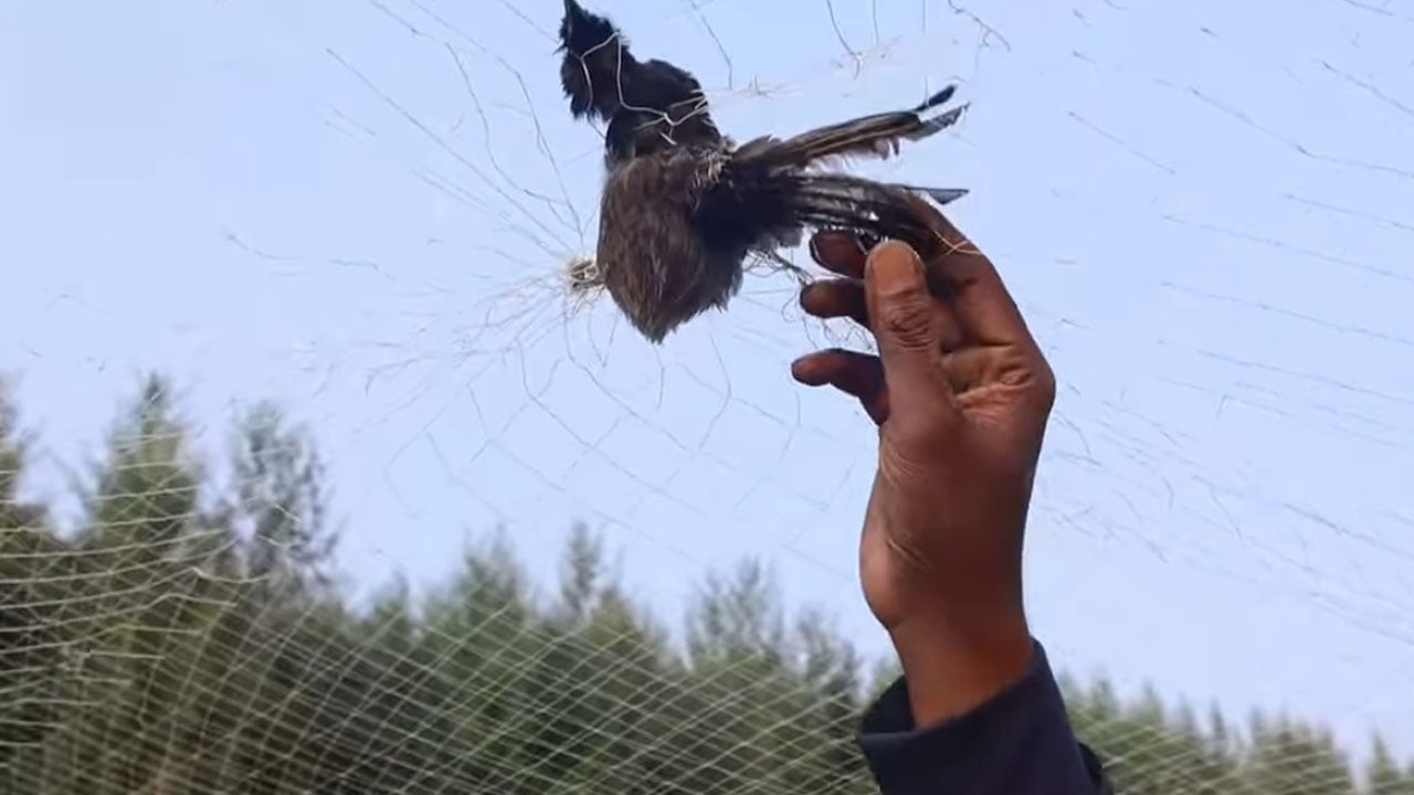 সন্দ্বীপে ফসল রক্ষার অজুহাতে পাখিদের নির্বিচারে হত্যা