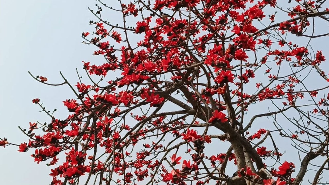 রক্তিম সাজে শিমুলবাগান, পর্যটকদের উপচেপড়া ভিড়